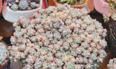 缀化类的多肉生长迅速，也意味着巨大的能量消耗和更高的养护风险 - 图画吧TUHUABA