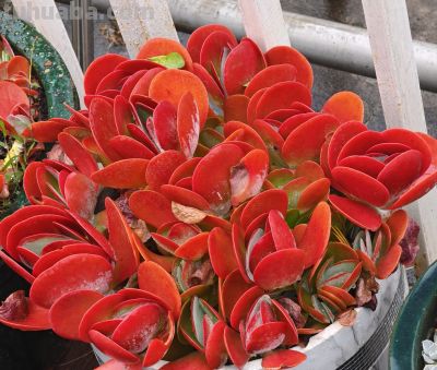 缀化类的多肉生长迅速，也意味着巨大的能量消耗和更高的养护风险 - 图画吧TUHUABA