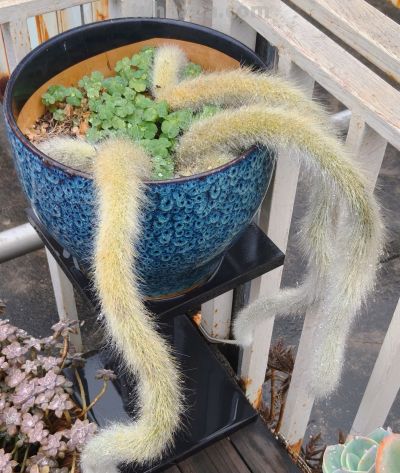 缀化类的多肉生长迅速，也意味着巨大的能量消耗和更高的养护风险 - 图画吧TUHUABA