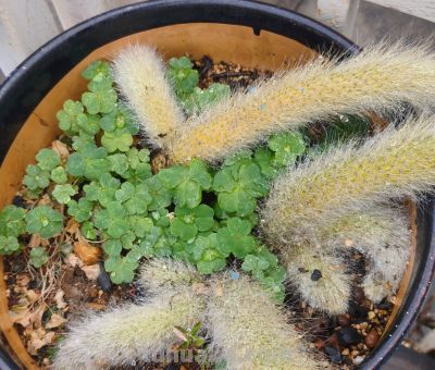 缀化类的多肉生长迅速，也意味着巨大的能量消耗和更高的养护风险 - 图画吧TUHUABA