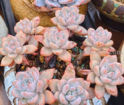 缀化类的多肉生长迅速，也意味着巨大的能量消耗和更高的养护风险 - 图画吧TUHUABA