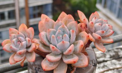 缀化类的多肉生长迅速，也意味着巨大的能量消耗和更高的养护风险 - 图画吧TUHUABA