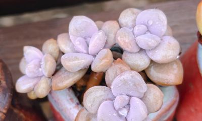 缀化类的多肉生长迅速，也意味着巨大的能量消耗和更高的养护风险 - 图画吧TUHUABA