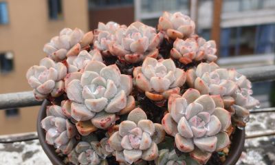 缀化类的多肉生长迅速，也意味着巨大的能量消耗和更高的养护风险 - 图画吧TUHUABA