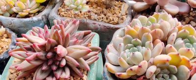 蕾丝公主，乌拉克拉，车厘子，虞美人，雪爪，百达翡翠，天鹅绒 - 图画吧TUHUABA