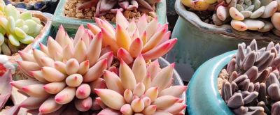 蕾丝公主，乌拉克拉，车厘子，虞美人，雪爪，百达翡翠，天鹅绒 - 图画吧TUHUABA