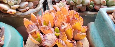 蕾丝公主，乌拉克拉，车厘子，虞美人，雪爪，百达翡翠，天鹅绒 - 今日头条