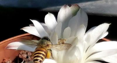 《菜根谭》照见仙人球：人生至味是平淡，至美是平常 - 图画吧TUHUABA