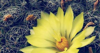 《菜根谭》照见仙人球：人生至味是平淡，至美是平常 - 图画吧TUHUABA