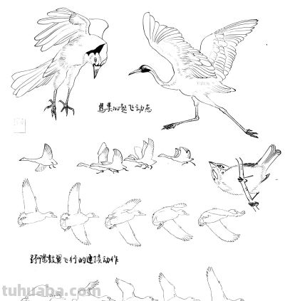 白描禽鸟造型很难画？其实画法很简单，这样画造型最正确 - 今日头条
