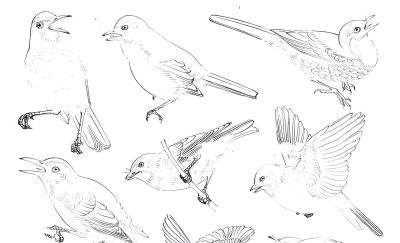 白描禽鸟造型很难画？其实画法很简单，这样画造型最正确 - 图画吧TUHUABA