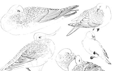 白描禽鸟造型很难画？其实画法很简单，这样画造型最正确 - 图画吧TUHUABA