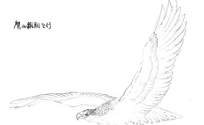 白描禽鸟造型很难画？其实画法很简单，这样画造型最正确 - 图画吧TUHUABA