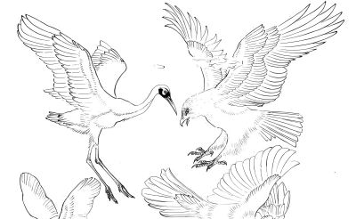 白描禽鸟造型很难画？其实画法很简单，这样画造型最正确 - 图画吧TUHUABA