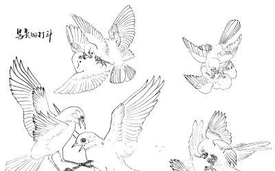 白描禽鸟造型很难画？其实画法很简单，这样画造型最正确 - 图画吧TUHUABA