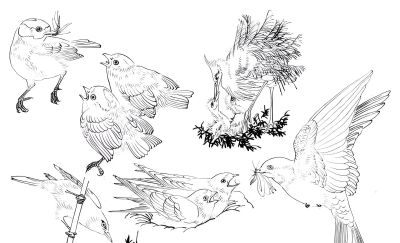 白描禽鸟造型很难画？其实画法很简单，这样画造型最正确 - 图画吧TUHUABA