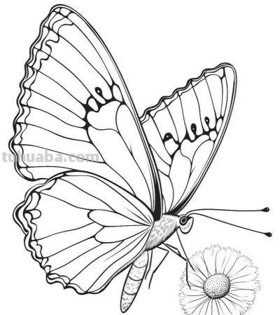 蝴蝶的简笔画线稿图 - 图画吧TUHUABA