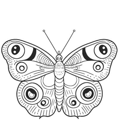 蝴蝶的简笔画线稿图 - 图画吧TUHUABA