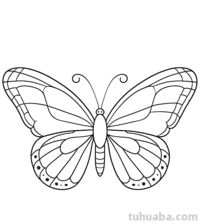 蝴蝶的简笔画线稿图 - 图画吧TUHUABA