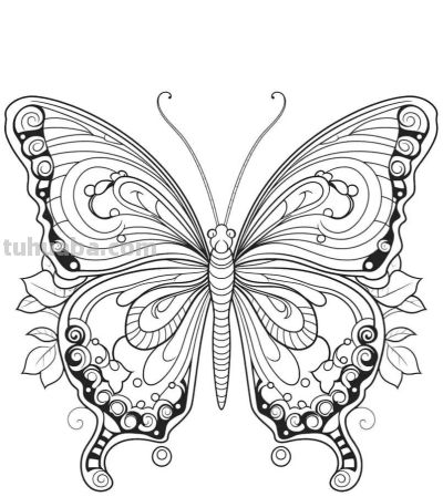 蝴蝶的简笔画线稿图 - 图画吧TUHUABA