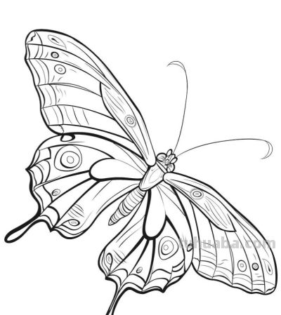 蝴蝶的简笔画线稿图 - 图画吧TUHUABA