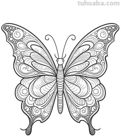 蝴蝶的简笔画线稿图 - 图画吧TUHUABA