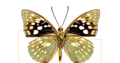 儿童画教程 | 探秘昆虫王国 —— 彩蝶翩翩飞 - 图画吧TUHUABA