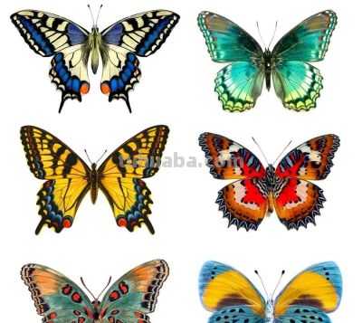 儿童画教程 | 探秘昆虫王国 —— 彩蝶翩翩飞 - 图画吧TUHUABA