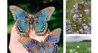 儿童画教程 | 探秘昆虫王国 —— 彩蝶翩翩飞 - 图画吧TUHUABA