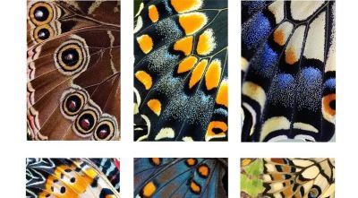 儿童画教程 | 探秘昆虫王国 —— 彩蝶翩翩飞 - 图画吧TUHUABA