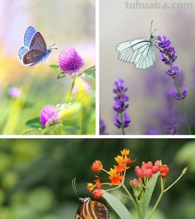 儿童画教程 | 探秘昆虫王国 —— 彩蝶翩翩飞 - 图画吧TUHUABA