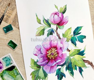 画一幅水彩“花卉”，是画家最好的一首诗 - 图画吧TUHUABA