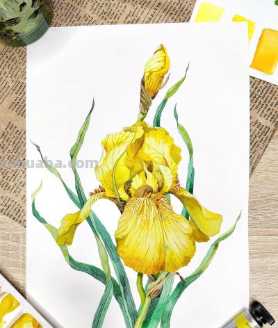 画一幅水彩“花卉”，是画家最好的一首诗 - 图画吧TUHUABA