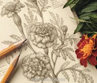 太爽了！4年9本素描，用放大镜画细节，铅笔被她画成了“教科书” - 图画吧TUHUABA