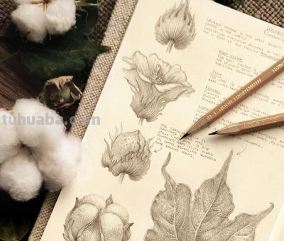 太爽了！4年9本素描，用放大镜画细节，铅笔被她画成了“教科书” - 图画吧TUHUABA