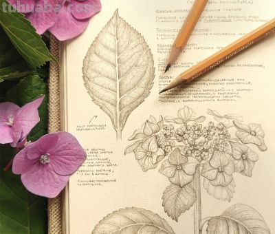 太爽了！4年9本素描，用放大镜画细节，铅笔被她画成了“教科书” - 图画吧TUHUABA