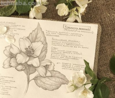 太爽了！4年9本素描，用放大镜画细节，铅笔被她画成了“教科书” - 图画吧TUHUABA