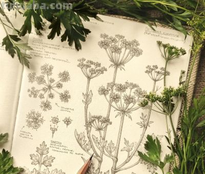 太爽了！4年9本素描，用放大镜画细节，铅笔被她画成了“教科书” - 图画吧TUHUABA