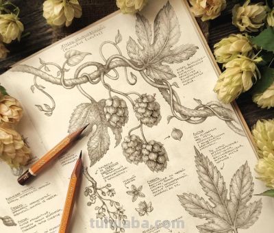 太爽了！4年9本素描，用放大镜画细节，铅笔被她画成了“教科书” - 图画吧TUHUABA