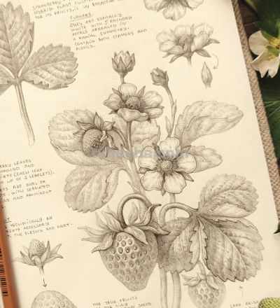 太爽了！4年9本素描，用放大镜画细节，铅笔被她画成了“教科书” - 图画吧TUHUABA