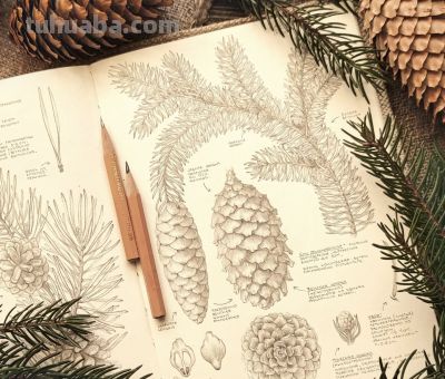 太爽了！4年9本素描，用放大镜画细节，铅笔被她画成了“教科书” - 图画吧TUHUABA