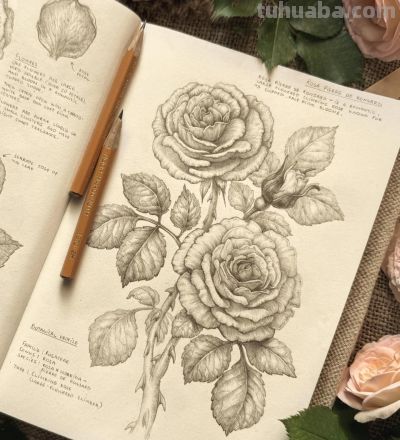 太爽了！4年9本素描，用放大镜画细节，铅笔被她画成了“教科书” - 图画吧TUHUABA
