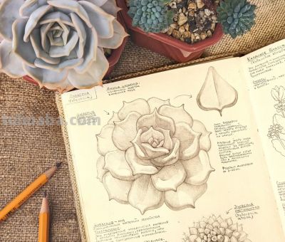 太爽了！4年9本素描，用放大镜画细节，铅笔被她画成了“教科书” - 图画吧TUHUABA