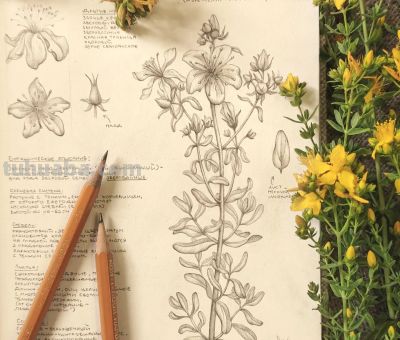 太爽了！4年9本素描，用放大镜画细节，铅笔被她画成了“教科书” - 图画吧TUHUABA