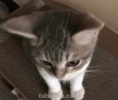 背景图｜卡通动漫头像套图搭配（8套） - 图画吧TUHUABA