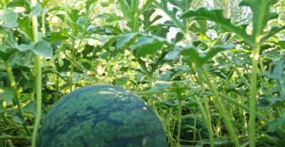 家庭种植西瓜技巧,新手一看就会 - 今日头条 家庭种植西瓜技巧,新手一看就会 - 图画吧TUHUABA