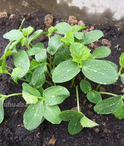 种黄瓜靠这招，结瓜多到吃不完，管理省心不费劲儿 家庭种植超实用 - 今日头条