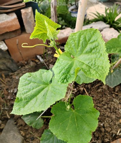 种黄瓜靠这招，结瓜多到吃不完，管理省心不费劲儿 家庭种植超实用 - 图画吧TUHUABA