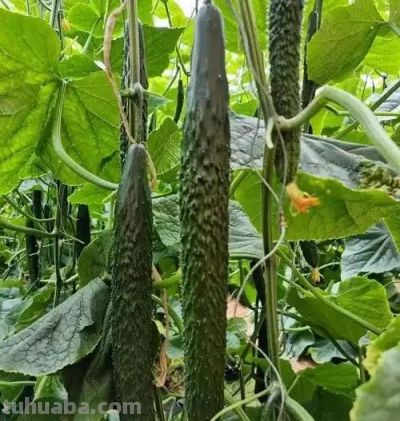 种黄瓜靠这招，结瓜多到吃不完，管理省心不费劲儿 家庭种植超实用 - 图画吧TUHUABA