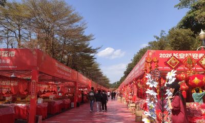 花言花语，鲜花与春节，绝配！ - 图画吧TUHUABA